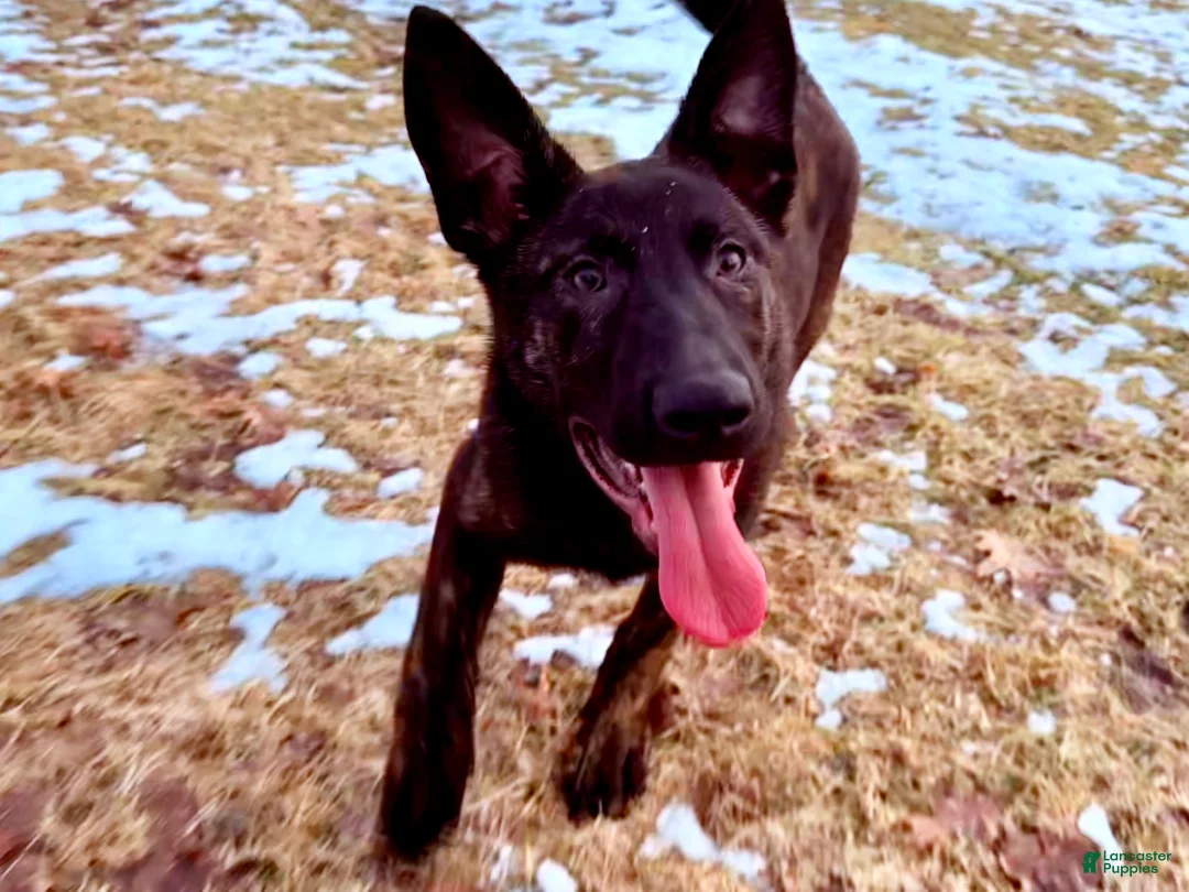 Mixed Breed dogs for sale: Black collar - Female Brindle - Ad 1