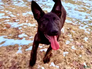 Mixed Breed dogs Black collar - Female Brindle - Ad 23