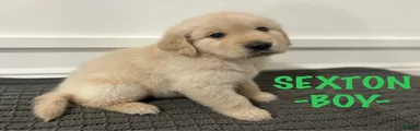 Golden Retriever - Sexton 