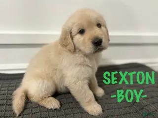 Golden Retriever dogs Golden Retriever - Sexton - Ad 2