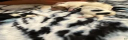 Mixed Breed dogs for sale: Baxter - Ad 28