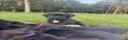 Cane Corso dogs for sale: Ben - Ad 6