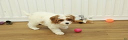 Cavapoo dogs for sale: Maggie - Ad 1