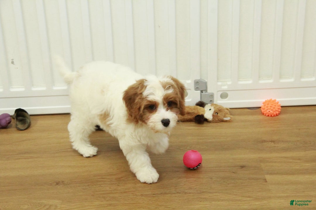 Cavapoo dogs for sale: Maggie - Ad 1