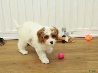 Cavapoo dogs Maggie - Ad 42