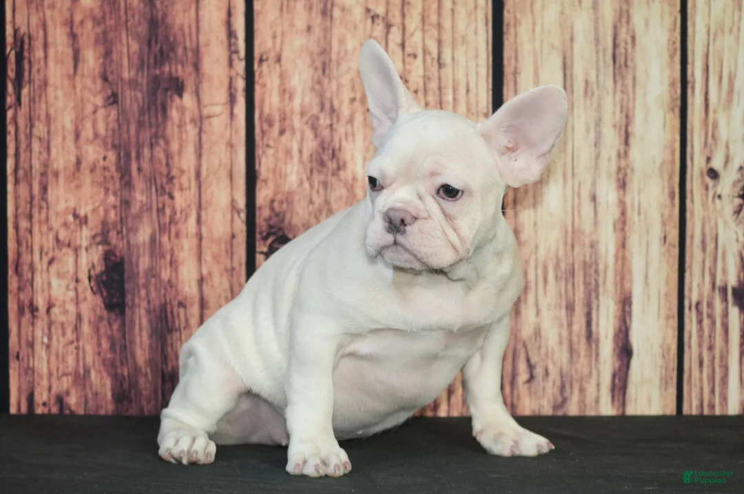 French Bulldog dogs for sale: French Bulldog Puppy 2 - Ad 3