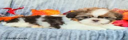 Shih Tzu dogs for sale: Cocoa - Ad 3
