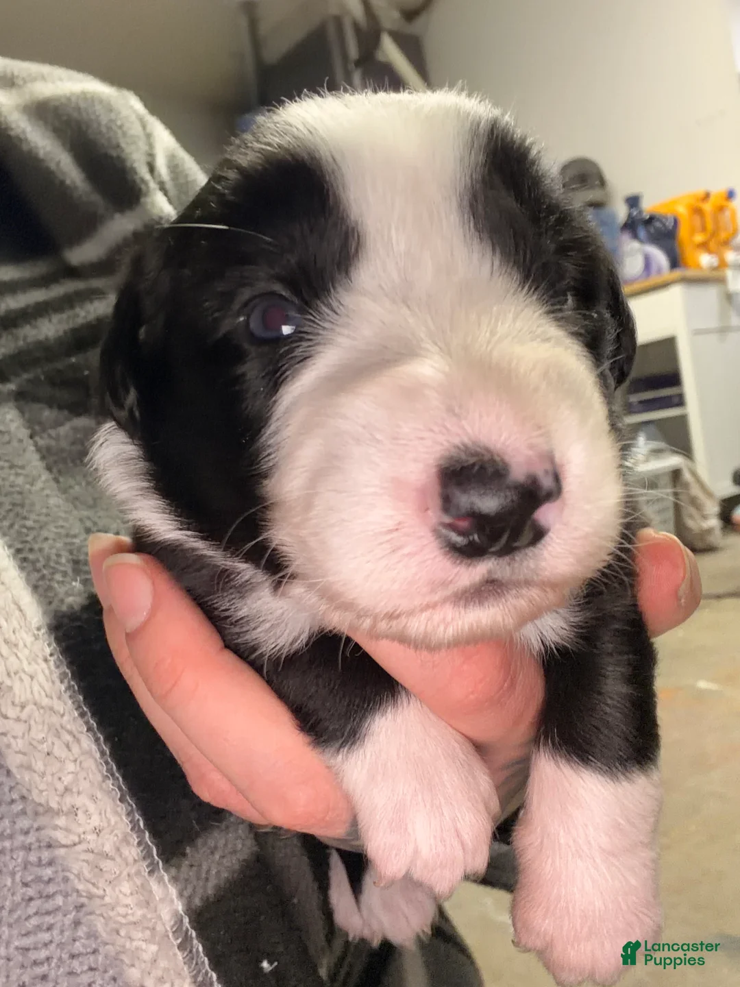Australian Shepherd dogs for sale: Australian Shepherd Puppy - Georgia  - Ad 2