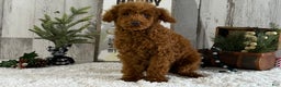 Toy Poodle dogs for sale: Popper - Ad 3