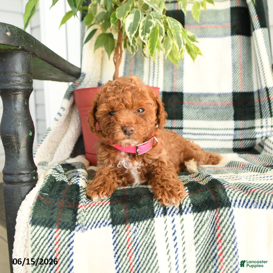 Toy Poodle dogs Ruby - Ad 1