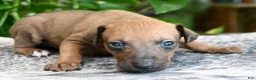 Italian Greyhound dogs for sale: Nimbus - Ad 1