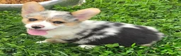 Welsh Corgi Pembroke dogs for sale: Stunning Stanley  - Ad 5
