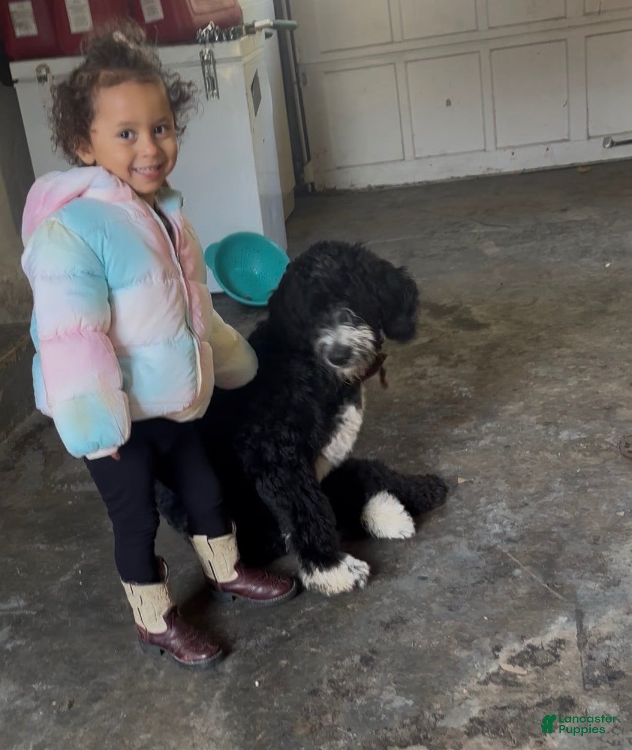 Bernedoodle dogs for sale: Moose - Ad 1