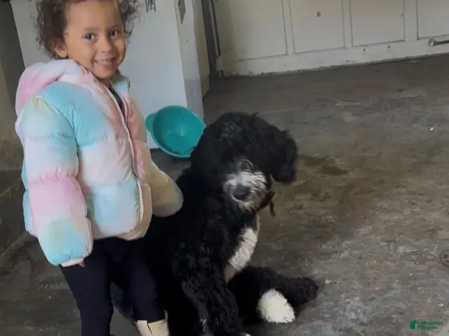 Bernedoodle dogs for sale: Moose - Ad 1