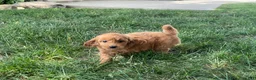 Mini Goldendoodle dogs for sale: Molly Mini Goldendoodle  - Ad 7