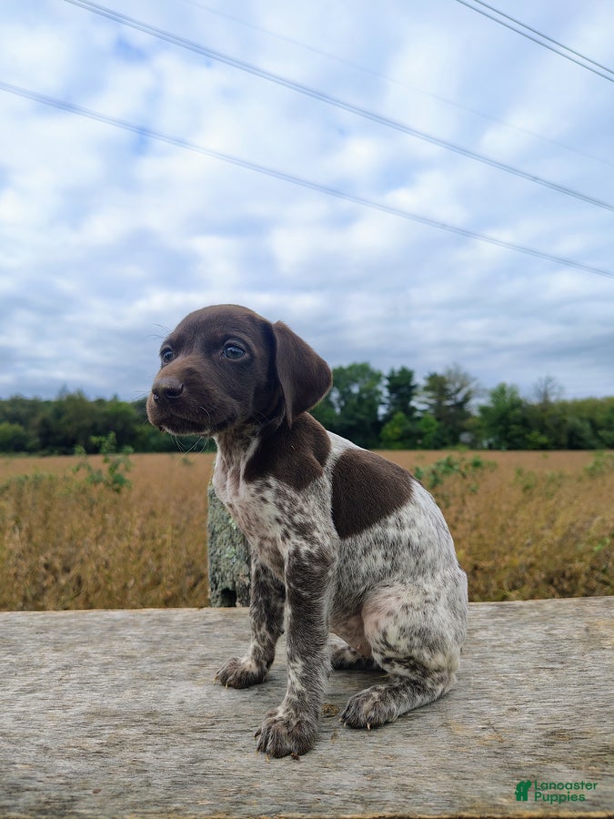 German Shorthaired Pointer dogs Rosie - Ad 2