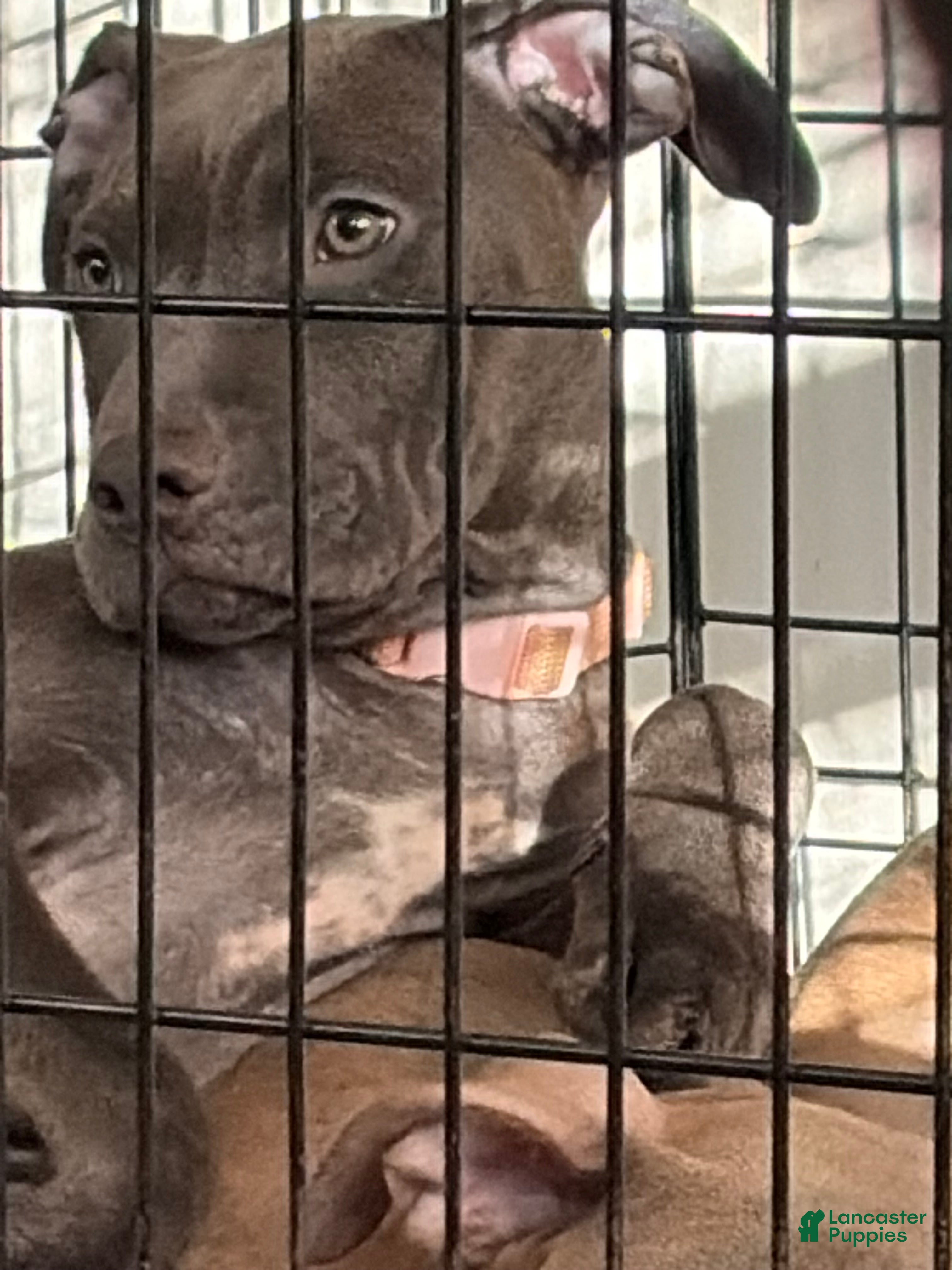 Staffordshire Bull Terrier dogs Staffordshire Bull Terrier Puppy 2 - Ad 2