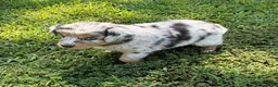 Australian Shepherd dogs for sale: Lucy - Ad 2