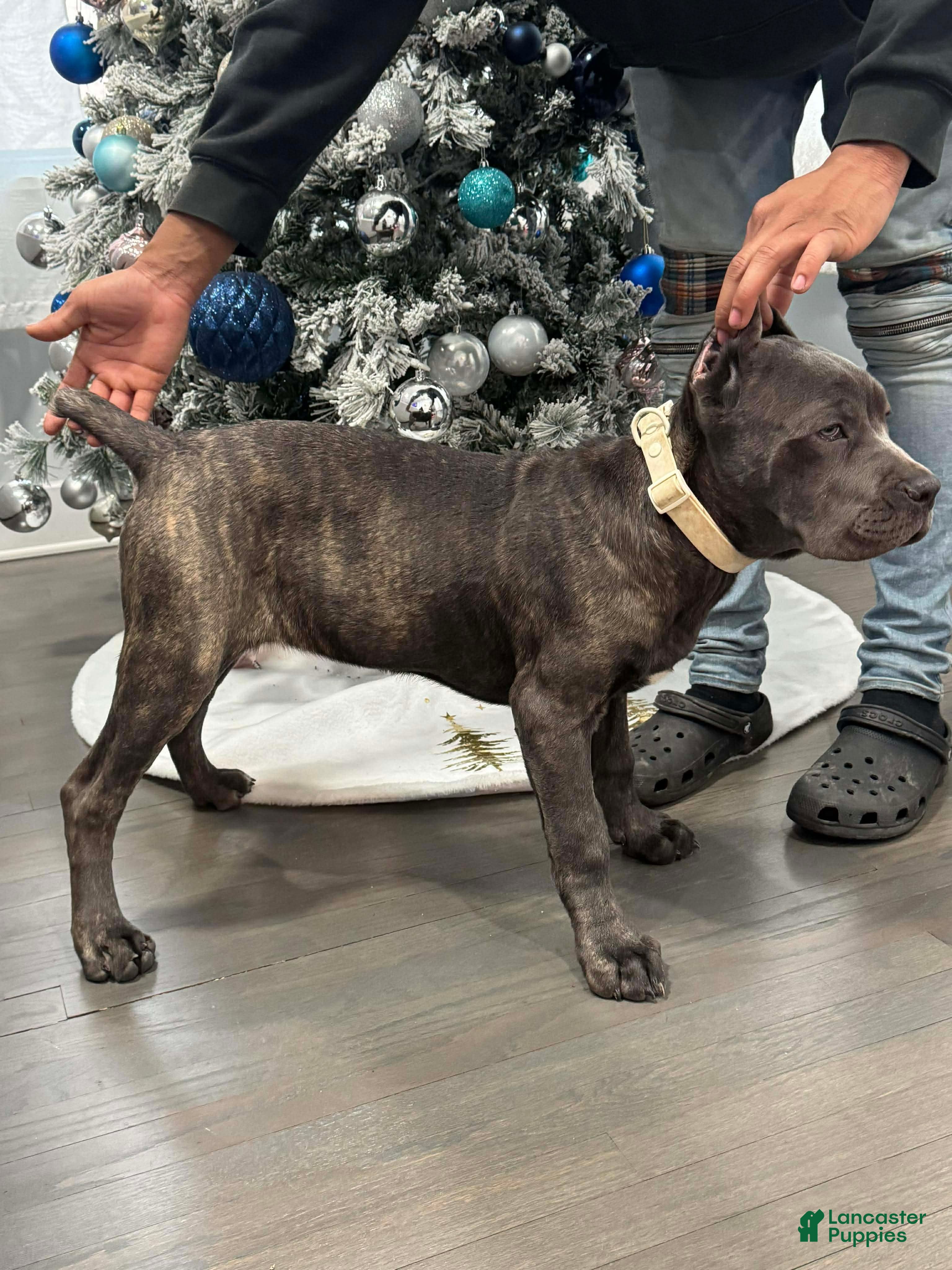 Cane Corso dogs Cane Corso Puppy 12 - Ad 2