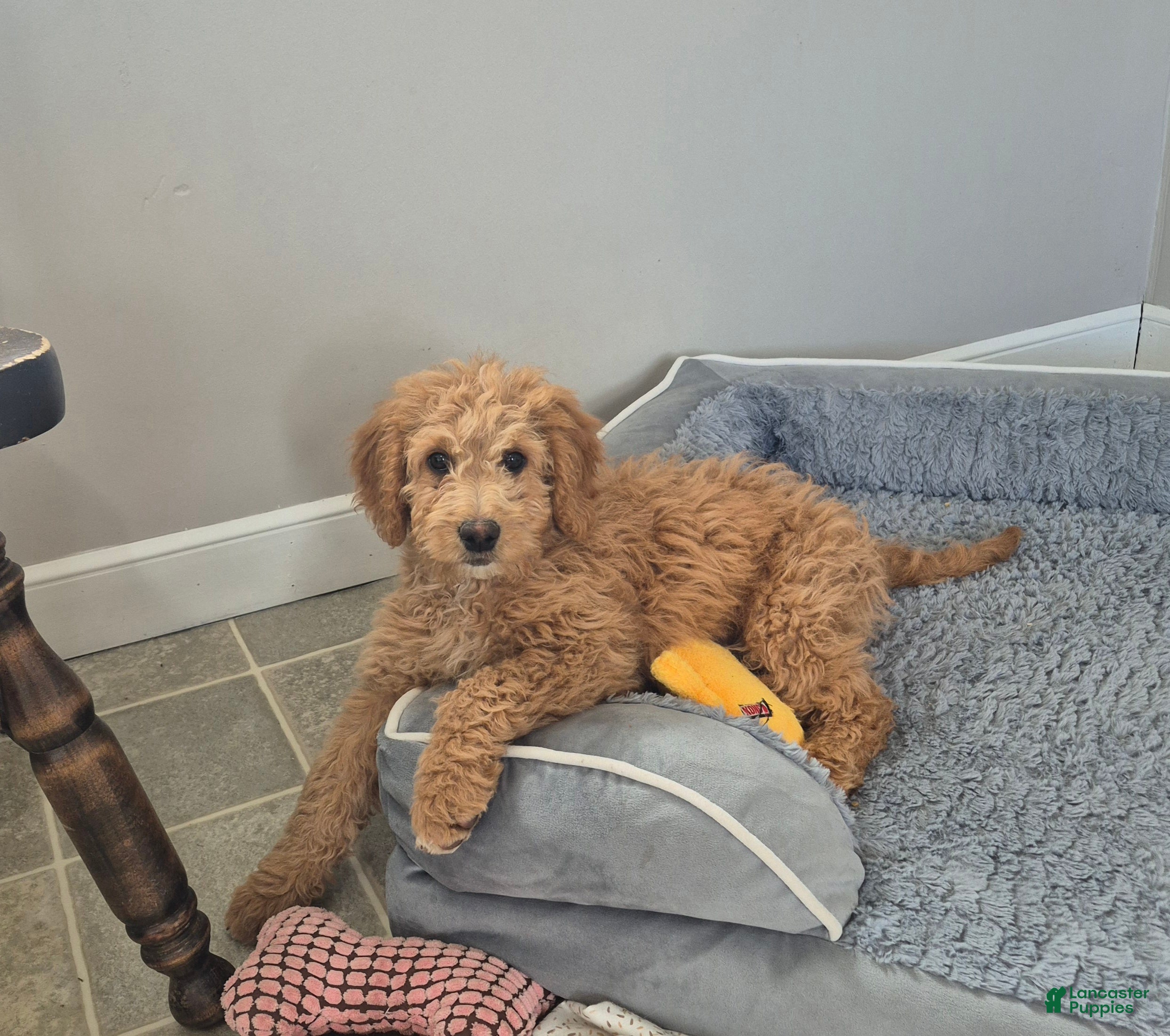 Goldendoodle dogs Ellie - Ad 1