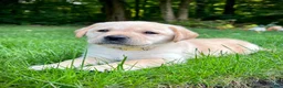 Labrador Retriever dogs for sale: Lola - Ad 11