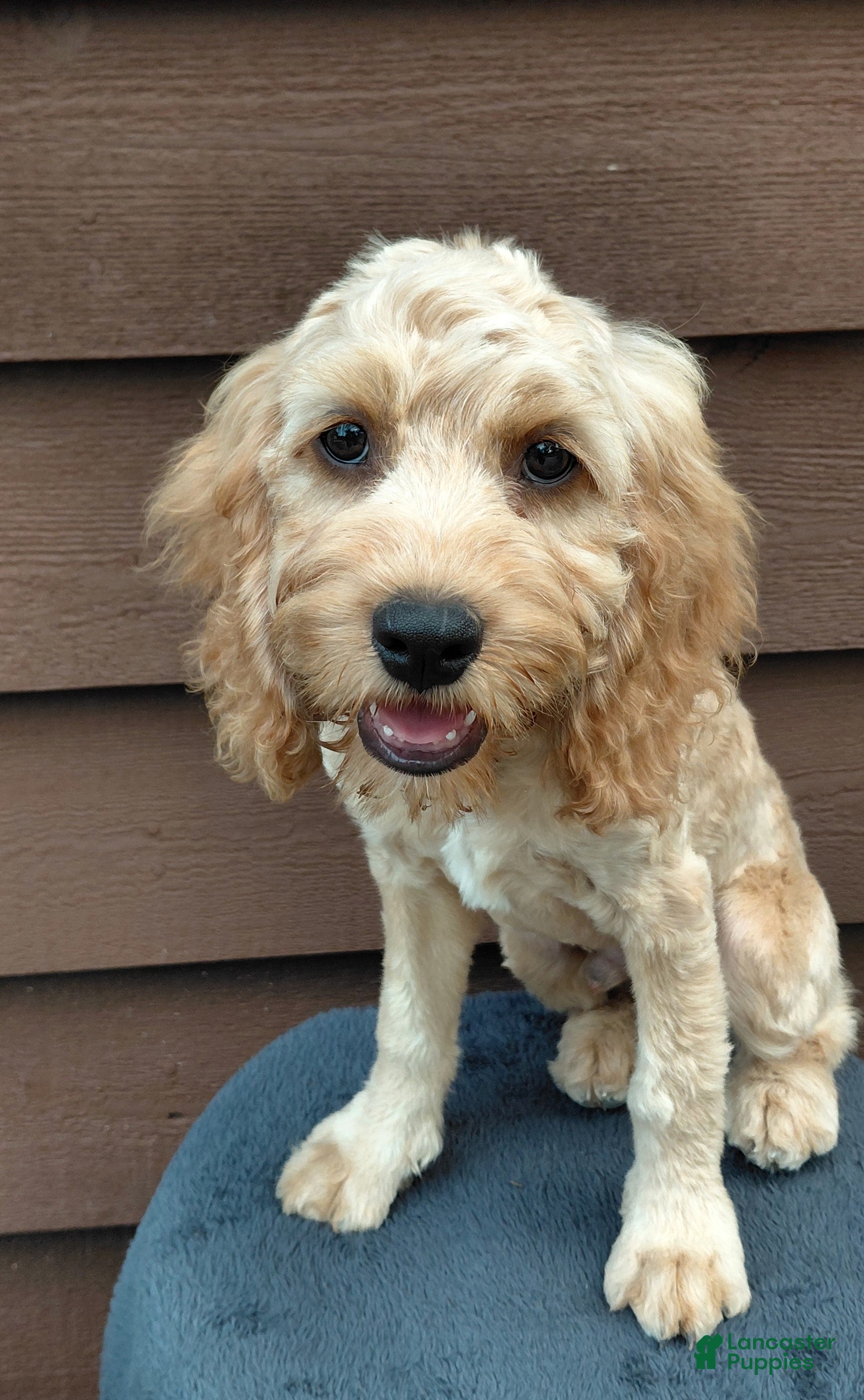 Cockapoo dogs Simba-Male - Ad 1