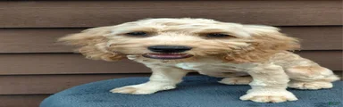 Simba-Male