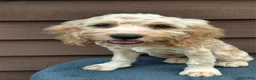 Cockapoo dogs for sale: Simba-Male - Ad 1