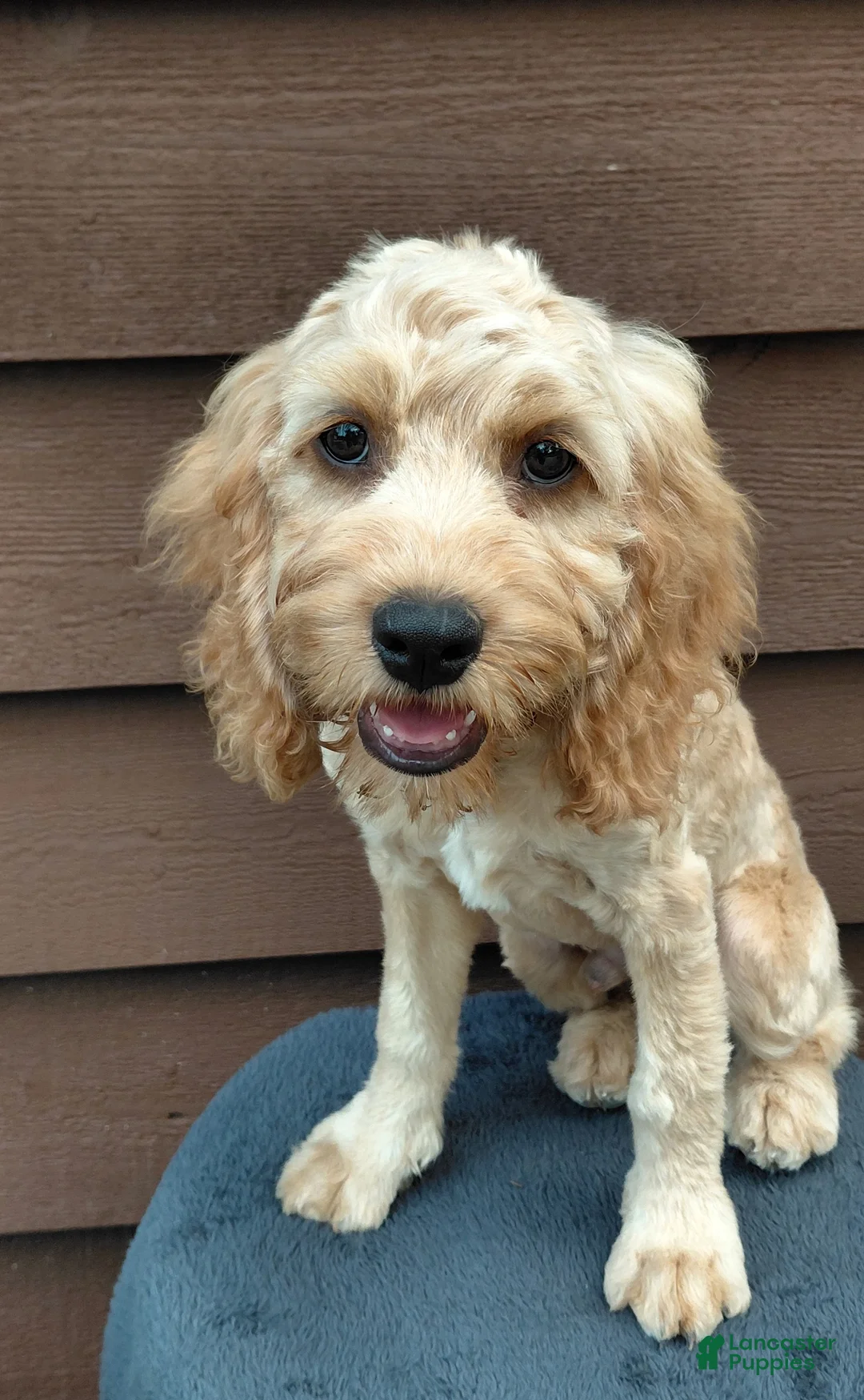 Cockapoo dogs for sale: Simba-Male - Ad 1