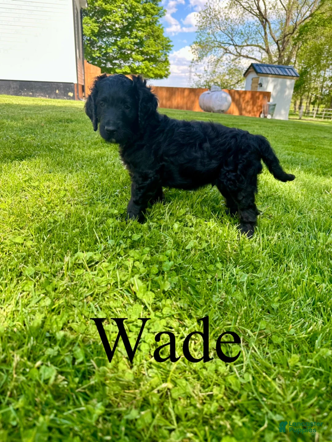Goldendoodle dogs for sale: Wade- Standard F1B - Ad 1
