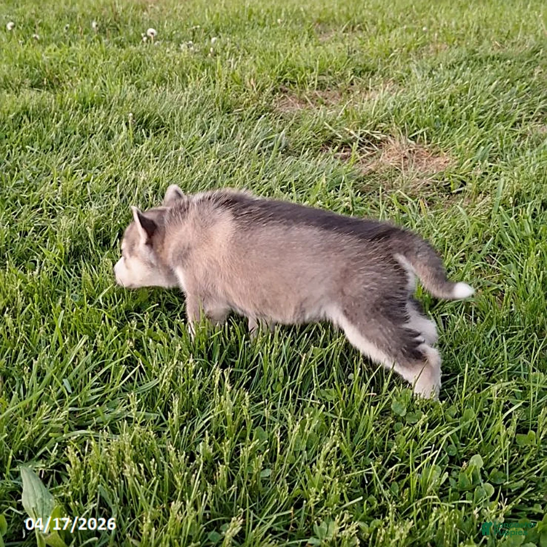 Gerberian Shepsky dogs for sale: Finn - Ad 3