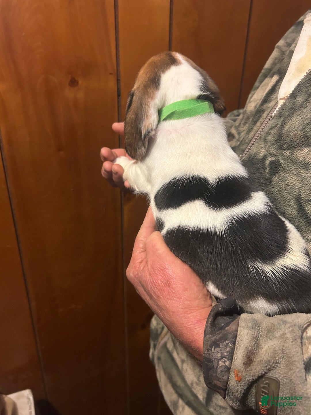 Beagle dogs for sale: Mylee - Ad 2