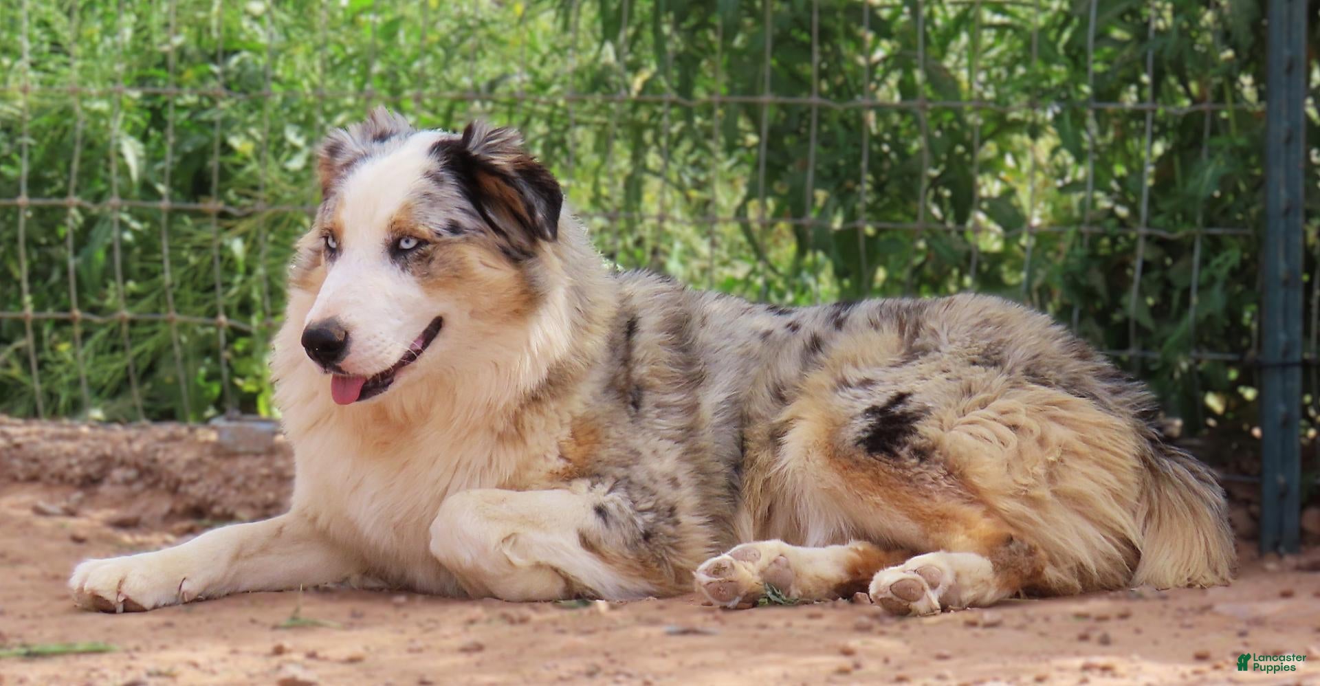 Australian Shepherd dogs Black tri male with blue eyes - Ad 2