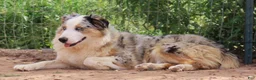 Australian Shepherd dogs for sale: Black tri female with blue eyes - Ad 4