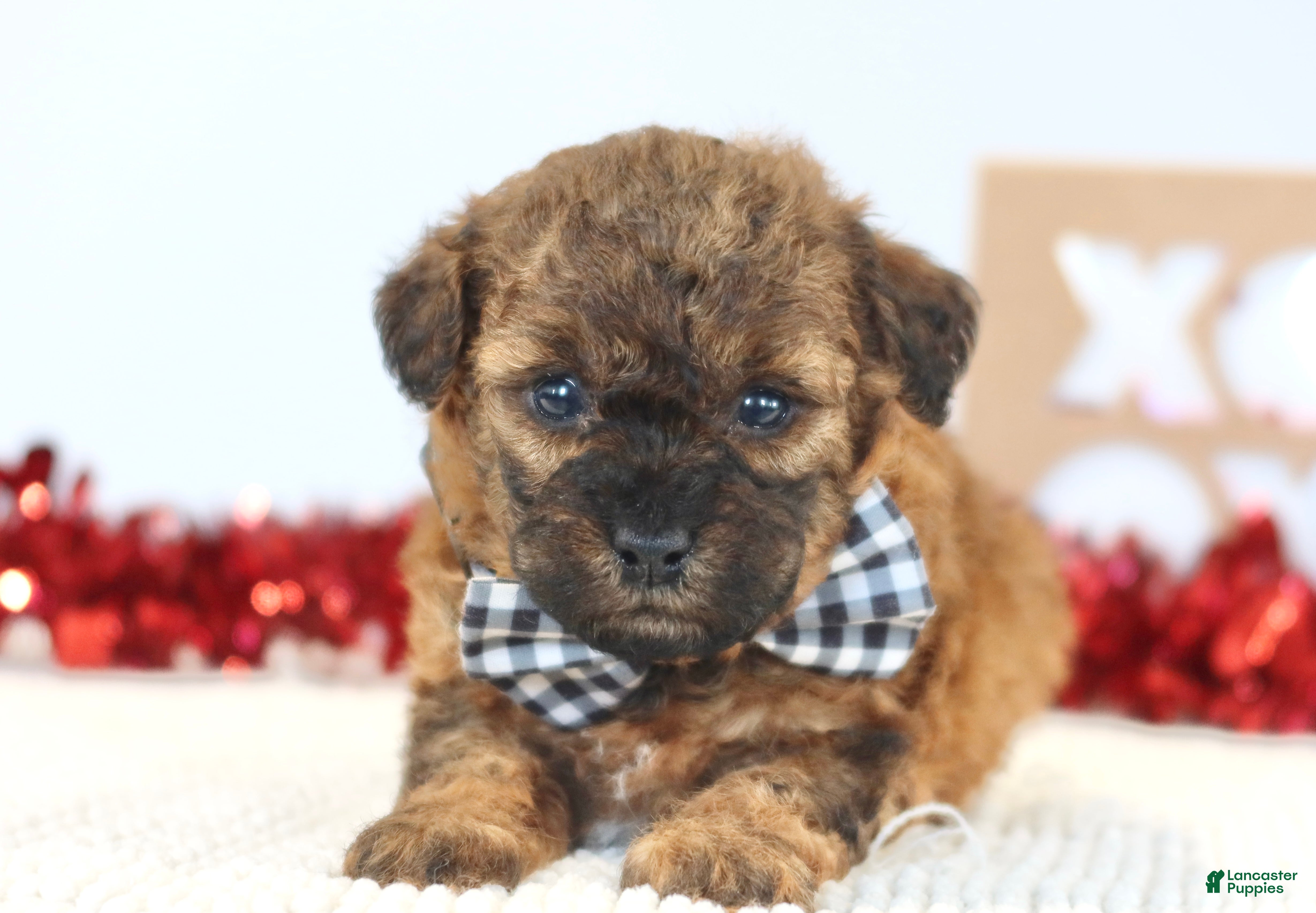 Toy Poodle dogs Beau - Ad 2