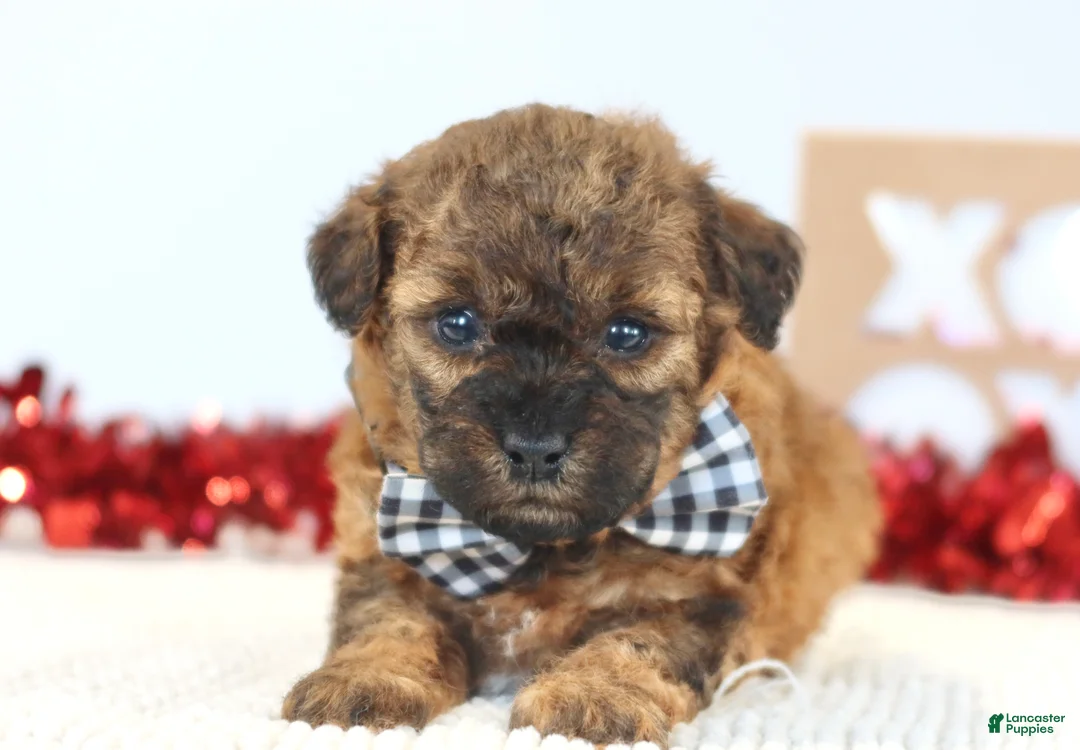Toy Poodle dogs for sale: Beau - Ad 2