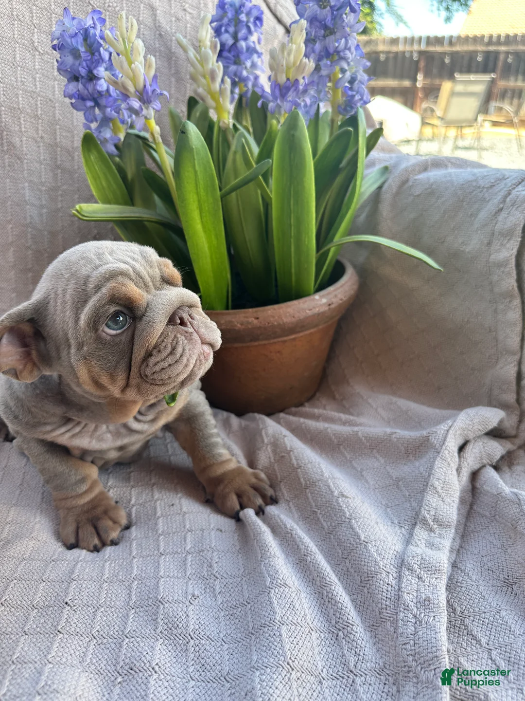 English Bulldog dogs for sale: English Bulldog 6 - Ad 2