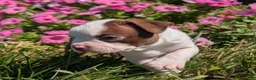 Boston Terrier dogs for sale: Cherry - Ad 5