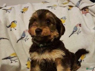 Yorkshire Terrier dogs Oz - Ad 34