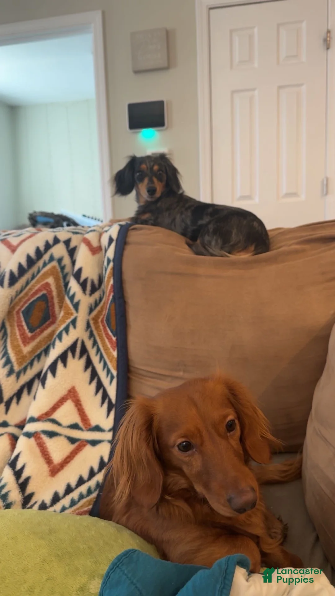 Miniature Dachshund dogs for sale: Rosco  - Ad 5