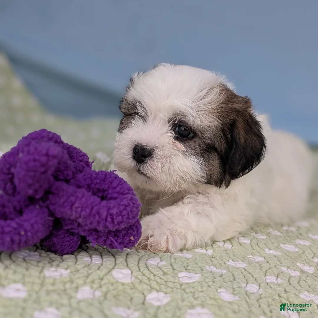 Teddy Bear dogs for sale: Vicious Biscuit - Ad 14