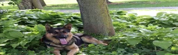 German Shepherd dogs for sale: Bill - Ad 4