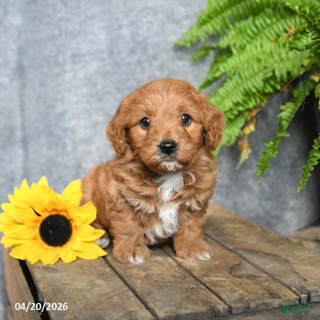 Cavachon dogs for sale: Kafe - Ad 2