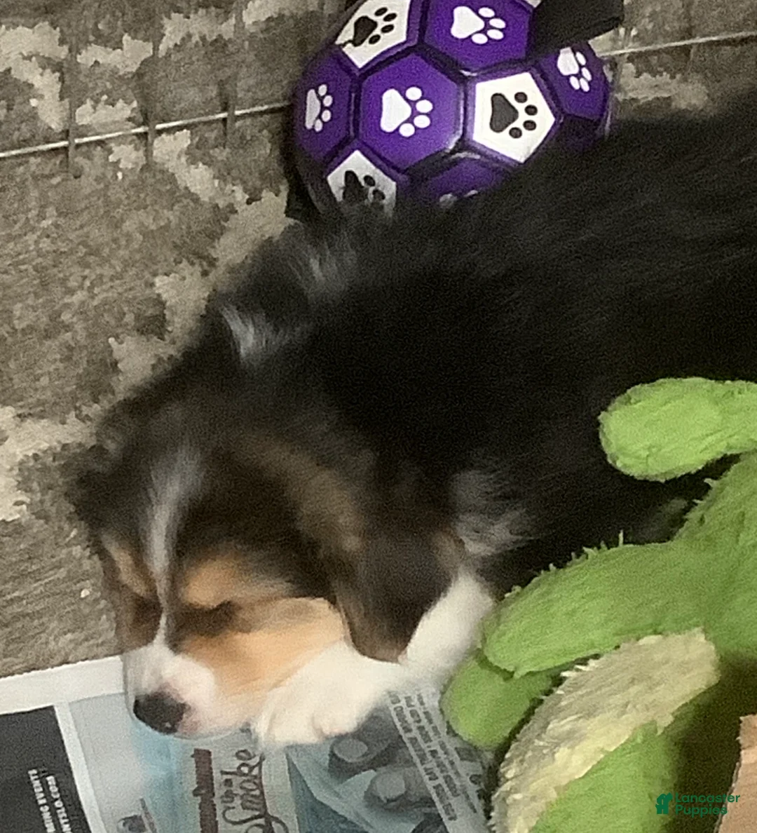 Australian Shepherd dogs for sale: Stanley - Ad 8