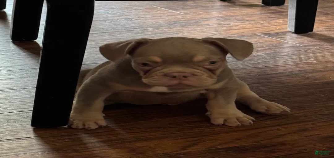 Gallery Image {{count}}