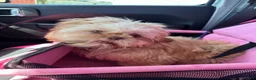 Shih Tzu dogs for sale: Star - Ad 3