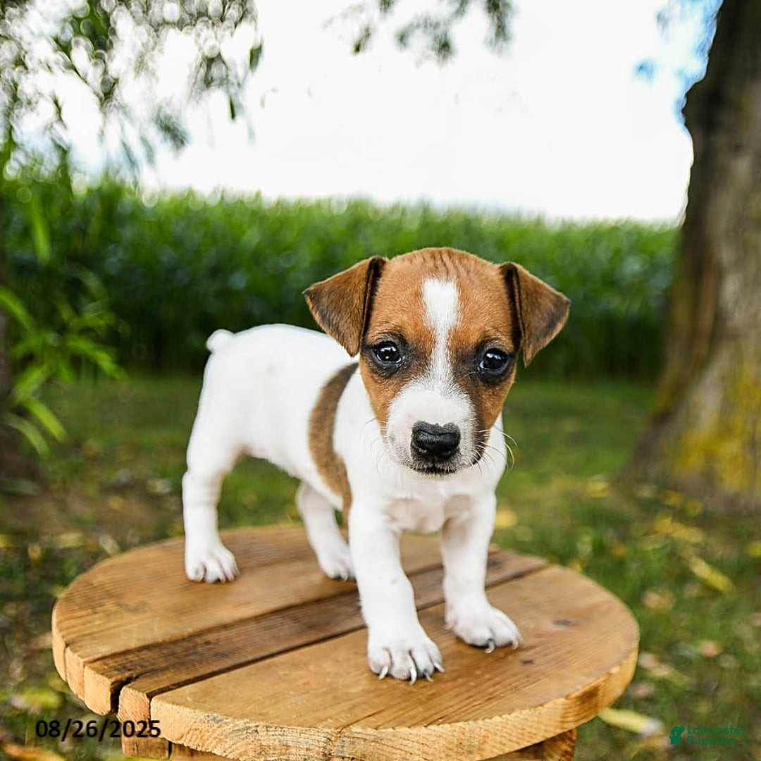 Jack Russell Terrier dogs for sale: Ember - Ad 1