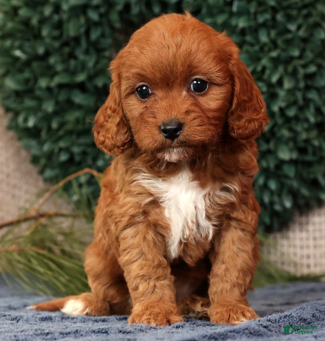 Cavapoo dogs for sale: Liberty - Ad 1