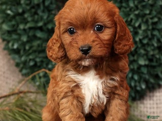 Cavapoo dogs Liberty - Ad 18