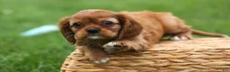 Cavalier King Charles Spaniel dogs for sale: Sierra 🤎🐶 - Ad 17